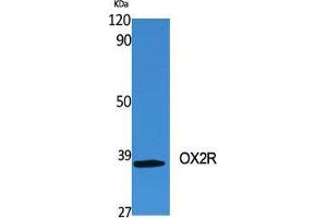 Image no. 3 for anti-Hypocretin (Orexin) Receptor 2 (HCRTR2) (C-Term) antibody (ABIN3186225)