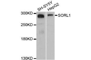 Image no. 1 for anti-Sortilin-Related Receptor, L(DLR Class) A Repeats Containing (SORL1) antibody (ABIN6148279)