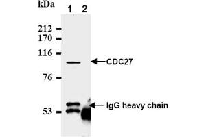 Image no. 2 for anti-Cell Division Cycle 27 Homolog (S. Cerevisiae) (CDC27) (AA 814-823), (C-Term) antibody (ABIN492595)