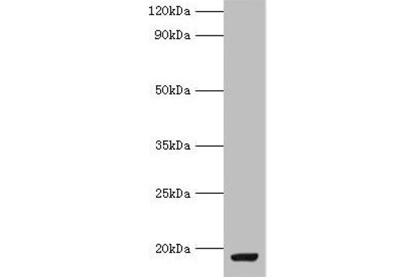 MYDGF antibody  (AA 32-173)