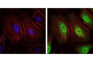 Image no. 3 for anti-Neural Precursor Cell Expressed, Developmentally Down-Regulated 8 (NEDD8) antibody (ABIN1108403)