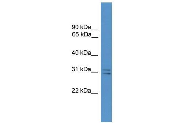 anti-Synaptosomal-Associated Protein, 29kDa (SNAP29) (Middle Region) antibody