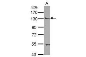 Image no. 1 for anti-Pleckstrin Homology Domain Containing, Family A Member 5 (PLEKHA5) (N-Term) antibody (ABIN1494060)