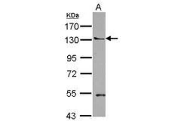 anti-Pleckstrin Homology Domain Containing, Family A Member 5 (PLEKHA5) (N-Term) antibody