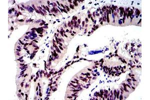 Image no. 7 for anti-Jun Proto-Oncogene (JUN) antibody (ABIN968994)