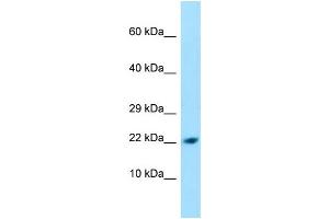 Image no. 1 for anti-Peptidylprolyl Isomerase (Cyclophilin)-Like 1 (PPIL1) (N-Term) antibody (ABIN2790340)