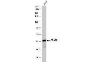 Image no. 1 for anti-Guanine Nucleotide Binding Protein (G Protein), alpha Transducing Activity Polypeptide 2 (GNAT2) (Center) antibody (ABIN2856958)