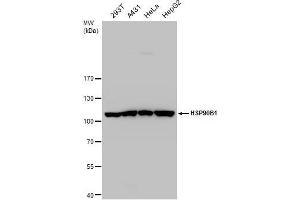 Image no. 4 for anti-Heat Shock Protein 90kDa beta (Grp94), Member 1 (HSP90B1) (C-Term) antibody (ABIN2855586)