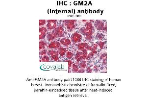 Image no. 1 for anti-GM2 Ganglioside Activator (GM2A) (Internal Region) antibody (ABIN1734834)