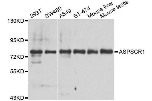 ASPSCR1 antibody  (AA 284-553)
