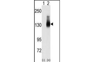 JAG2 antibody  (C-Term)