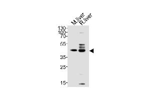 Western blot analysis of lysates from mouse liver, rat liver tissue lysate (from left to right), using C5orf44 Antibody (N-term) (ABIN6244239 and ABIN6577659).