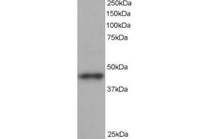ABIN185220 staining (1µg/ml) of human heart lysate (RIPA buffer, 35µg total protein per lane).