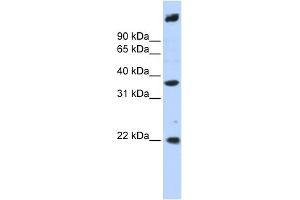 Image no. 1 for anti-Single Stranded DNA Binding Protein 3 (SSBP3) (Middle Region) antibody (ABIN2774106)