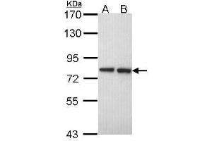Image no. 1 for anti-Exostosin 2 (EXT2) (Internal Region) antibody (ABIN2854365)