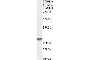 Image no. 1 for anti-Defective in Cullin Neddylation 1, Domain Containing 1 (DCUN1D1) (C-Term) antibody (Biotin) (ABIN5608786)