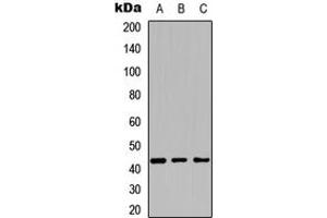 Image no. 1 for anti-Cytochrome P450, Family 27, Subfamily C, Polypeptide 1 (CYP27C1) (Center) antibody (ABIN2705983)