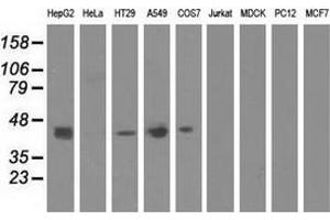 Image no. 3 for anti-COBW Domain Containing 1 (CBWD1) antibody (ABIN2717164)