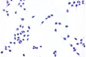 Image no. 2 for anti-Prostaglandin E Receptor 4 (Subtype EP4) (PTGER4) (C-Term) antibody (ABIN1049258)