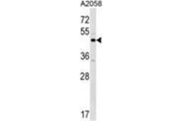 anti-XK, Kell Blood Group Complex Subunit-Related Family, Member 3 (XKR3) (AA 409-438), (C-Term) antibody