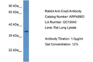 Image no. 1 for anti-Coenzyme Q5, Methyltransferase (COQ5) (N-Term) antibody (ABIN2783584)