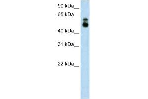Image no. 1 for anti-Histone Deacetylase 9 (HDAC9) (C-Term) antibody (ABIN2775576)