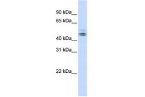 Image no. 1 for anti-RD RNA Binding Protein (RDBP) (N-Term) antibody (ABIN6742976)