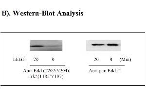 ERK1/2 Kit ELISA