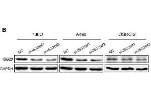 Image no. 22 for anti-Glyceraldehyde-3-Phosphate Dehydrogenase (GAPDH) antibody (ABIN3020541)