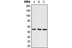 Image no. 1 for anti-serine/arginine-Rich Splicing Factor 11 (SRSF11) (Center) antibody (ABIN2707032)