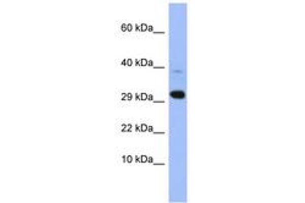 MRPL47 抗体  (AA 35-84)
