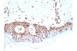 Image no. 3 for anti-Mismatch Repair Protein 2 (MSH2) (AA 327-427) antibody (ABIN6940081)