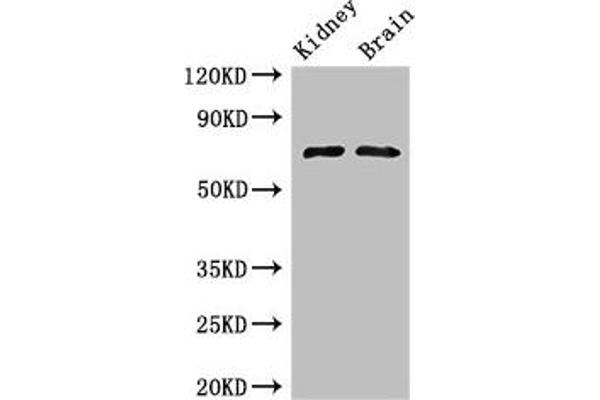 GAA antibody  (AA 601-952)