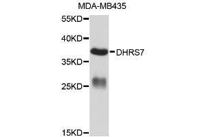 Image no. 1 for anti-Dehydrogenase/reductase (SDR Family) Member 7 (DHRS7) antibody (ABIN4903480)