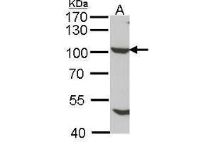 WB Image Sample (30 ug of whole cell lysate) A: cos 7 7.
