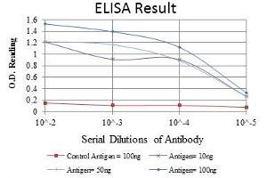 Image no. 1 for anti-Aurora Kinase A (AURKA) antibody (ABIN968971)