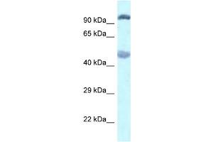 Image no. 1 for anti-Egl-9 Family Hypoxia Inducible Factor 2 (EGLN2) (C-Term) antibody (ABIN2778439)