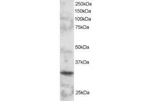 Image no. 2 for anti-POU Class 2 Associating Factor 1 (POU2AF1) (C-Term) antibody (ABIN184851)