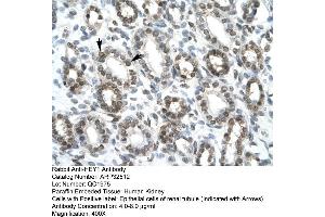 Image no. 3 for anti-Ha-Ry/enhancer-of-Split Related with YRPW Motif 1 (HEY1) (C-Term) antibody (ABIN2779686)