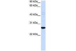 Image no. 1 for anti-Dorsal Root Ganglia Homeobox (DRGX) (N-Term) antibody (ABIN2783016)