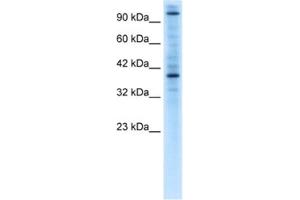 Image no. 1 for anti-Zinc Finger Protein 624 (ZNF624) antibody (ABIN2460621)