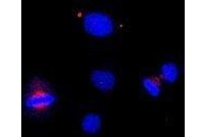 Immunofluorescence (IF) image for anti-Centrin, EF-Hand Protein, 1 (CETN1) (C-Term) antibody (ABIN2451941)