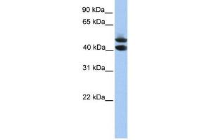 Image no. 1 for anti-Spermatogenesis and Oogenesis Specific Basic Helix-Loop-Helix 1 (SOHLH1) (C-Term) antibody (ABIN632790)
