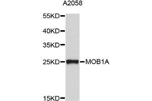 Image no. 1 for anti-MOB1, Mps One Binder Kinase Activator-Like 1B (MOBKL1B) antibody (ABIN1873736)