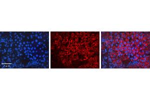 Image no. 2 for anti-Heat Shock 70kDa Protein 1A (HSPA1A) (Middle Region) antibody (ABIN2777745)