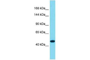 Image no. 1 for anti-Solute Carrier Family 39 (Zinc Transporter), Member 10 (SLC39A10) (N-Term) antibody (ABIN2777671)