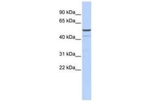 Image no. 1 for anti-Potassium Channel, Subfamily K, Member 12 (KCNK12) (AA 360-409) antibody (ABIN6742564)