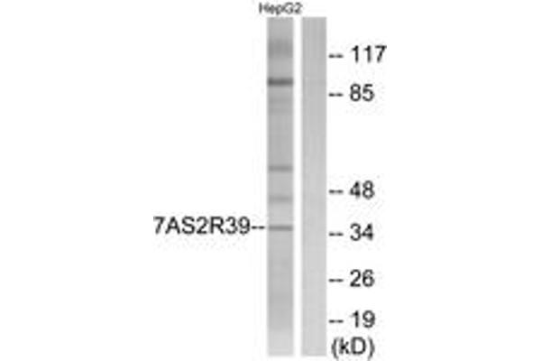 TAS2R39 antibody  (AA 218-267)