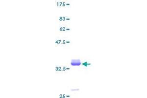 Image no. 1 for Pancreatic Polypeptide (PPY) (AA 1-95) protein (GST tag) (ABIN1316102)