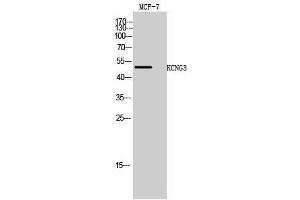 Image no. 1 for anti-Potassium Voltage-Gated Channel, Subfamily G, Member 3 (KCNG3) (Internal Region) antibody (ABIN3185283)